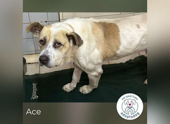 Ace: Sucht ein Zuhause