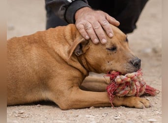 Liebenswertes Piti-Mix-Mädchen ♥ Liv ♥ Vermittlung zB. CH-A-NL-B