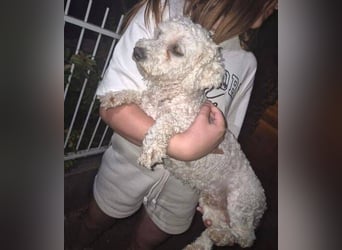 Bernd, Bichon Frisé-Mischling