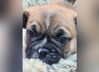 Allerliebste FROPS Kinder (Französische Bulldogge und Mops)