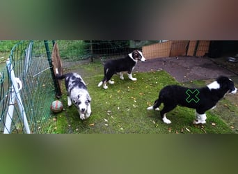 Verkaufe Reinrassige Border Collie Welpen