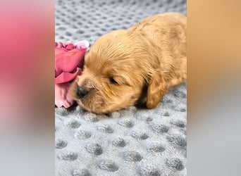 Schöne Cockapoo-Welpen