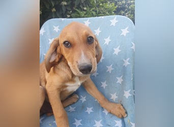 Junghündin TILLY sucht ihr Für-immer-Zuhause