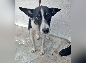 Sarabi, schüchterne junge Lady, sucht wie ihre Geschwister ein Zuhause