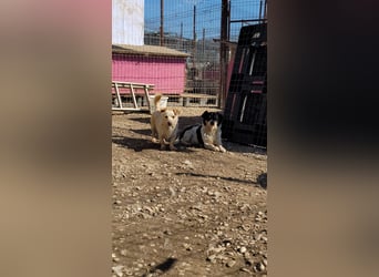 Fluffy will dein Herz erobern
