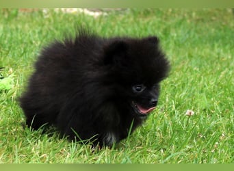 Unser sehr kleines Pomeranian Zwergspitz Mädel "Yulie" sucht Kuschelpartner