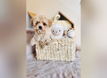 Maltipoo Pudel Malteser