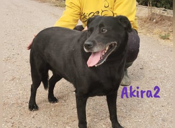 Akira2 04/2017 (ESP) - ausgeglichene, sehr liebevolle und soziale Labrador-Mix Hündin!
