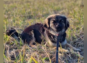 Kleine, feine ♥Roma♥ auf Körbchensuche
