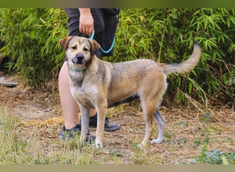Mya, Mix Schäferhund / Rafeiro Alentejano, lieb und sozial