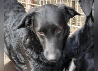 Sweet Coco: offenes, junges, verspieltes Hundemädl