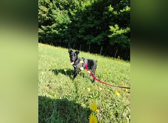 Coco Welpe Mischling Hündin aktiv, neugierig sucht Zuhause oder Pflegestelle