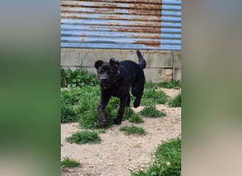 Roscon, muss dringend aus dem Tierheim raus