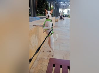 Linette (Spanien) – ein kleiner Feuerball auf der Suche