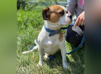 Ruben, Puggle Mischling