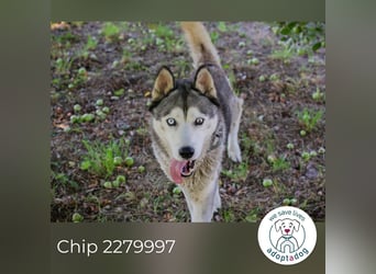 Chip 2279997: Sucht ein Zuhause