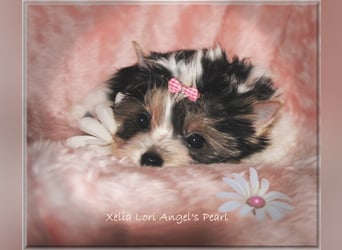 Yorkshire Terrier Welpen -verschiedene Farbgebungen u. Größen