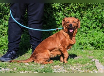 Amora, Mix Dackel / Pinscher, lieb und verträglich
