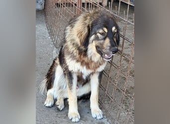Aramis ❤️ liebevoll aufgeweckter Jungrüde