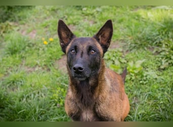 AVANI - das hübsche Malinois-Mädchen sucht eine hundeerfahrene Familie!