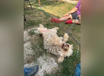 Mano, super liebe Puli Mischlingshündin geb. 2020