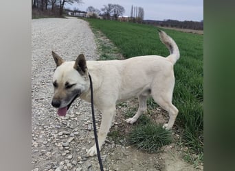 Balto ein großer braver Bub