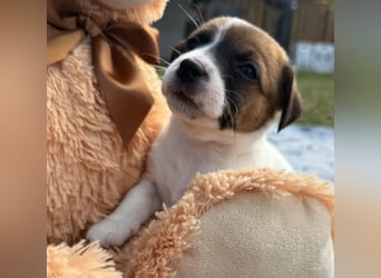 Jack Russel Terrier Welpen mit Stammbaum