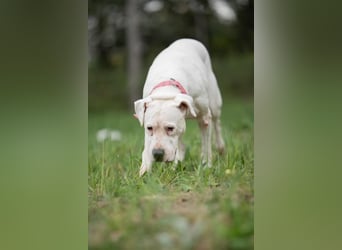 Gyöngy-DG, sucht Paten!