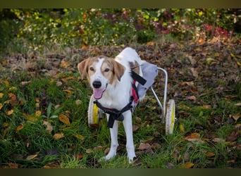 Rollihund KRUMEL - der zugängliche, brave Rüde sucht Menschen, die ihn trotz des Handicaps lieben!
