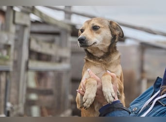 Kleiner Tierschutzhund Bröse❤️sucht Zuhause oder Pflegestelle
