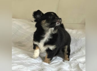 Fröhliche Chihuahua-Hùndin