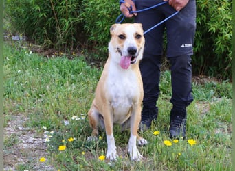 Goma, Labrador-Mix, lieb und sozial