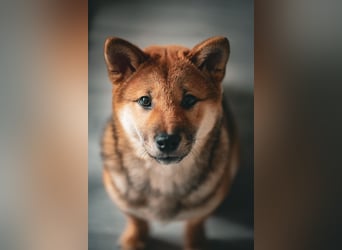 Shiba inu Welpen mit Papieren, Transport möglich!