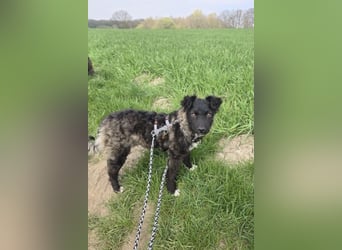 Laroche - Dein neuer bester Hundekumpel (32051 Herford)
