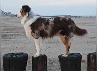 Mini Aussie Deckrüde, 36 cm, red merle, blaue Augen, Toy Australian Shepherd