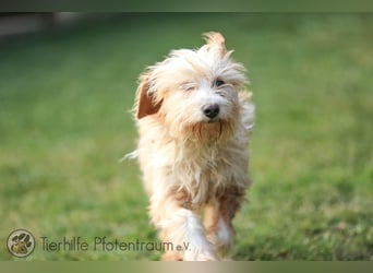 Goldy, goldiges Hundemädchen sucht ein Zuhause