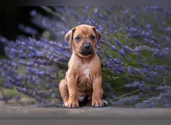 Rhodesian Ridgeback Welpen mit FCI-Ahnentafel