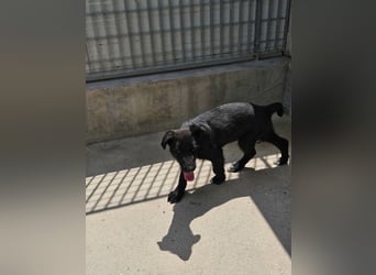 Ginetta: aufgeweckt und voller Lebensfreude