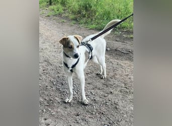 Schmusefreund IVO sucht sein Traumzuhause