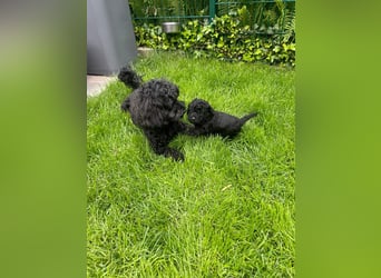 Wunderschöne Cockapoo/Cockerpoo Welpen