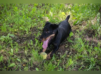 Fiepster: Sucht dringend lievolles Zuhause