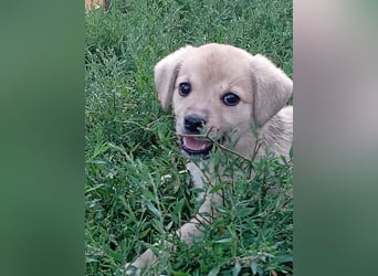 Kleine Junghündin NANCY sucht nach dem großen Glück