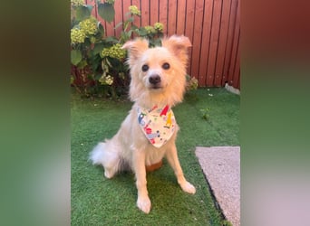 Rudi SR – Süßer Spitz-Junghund sucht seine Menschen
