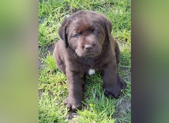 Labrador Welpen mit Ahnentafel