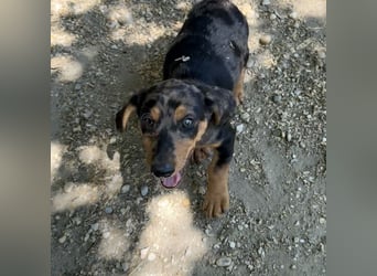 HUGO - SUCHT SEIN ZUHAUSE