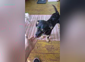 süßes Hundemädchen FENJA