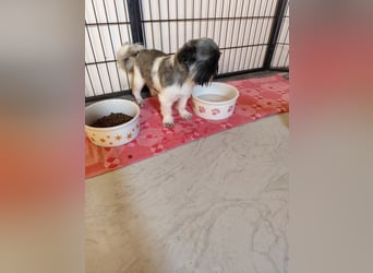 Fynn - Wer spendet dem kleinen Mann Liebe und Geborgenheit, trotz Handicap