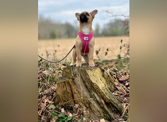 Peach - ein quirliges Welpenmädchen