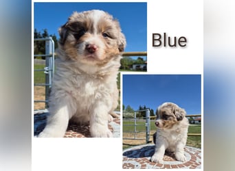 ❤️Wunderschöne Australian Shepherd Welpen - ASCA ❤️