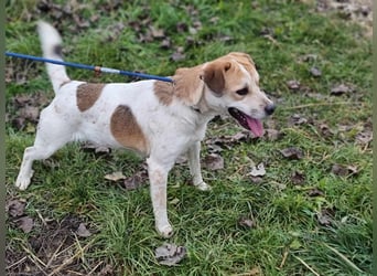 Csuporka, geb. 06/2023, 44 cm, sucht sehnsüchtig ihre Familie
